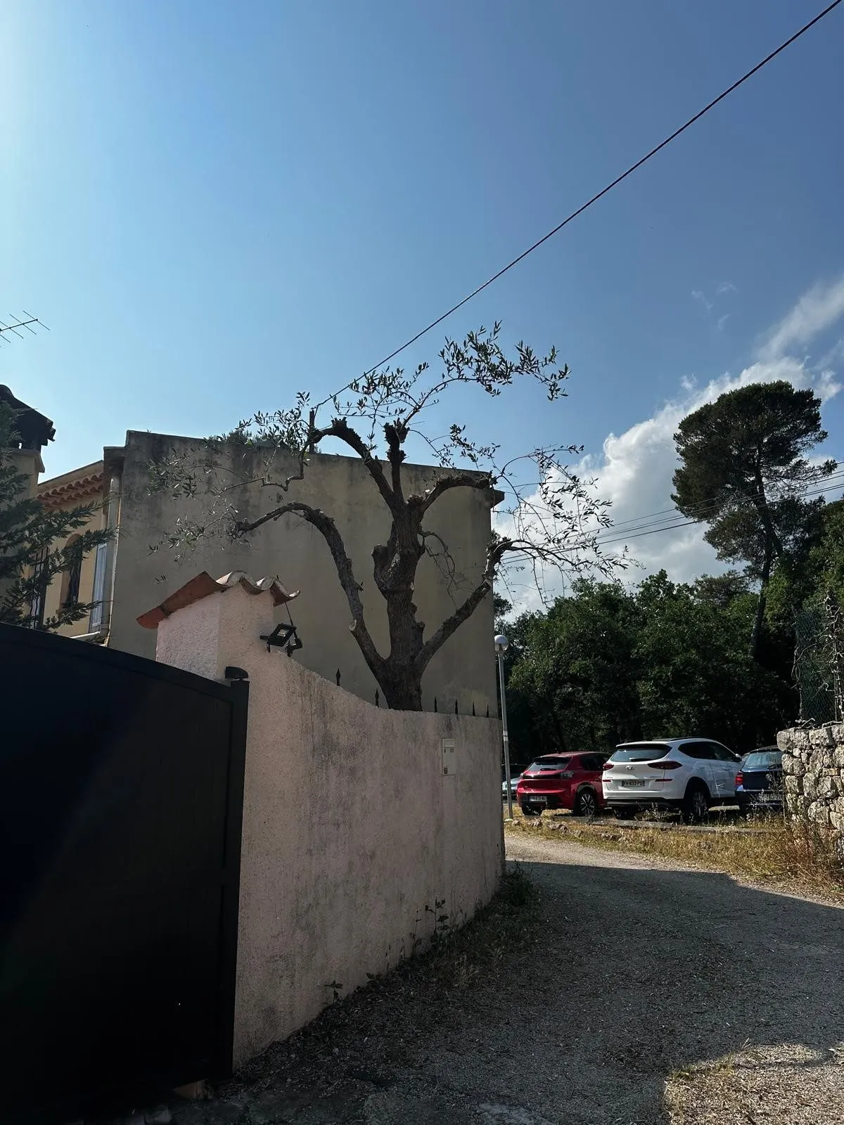 L'olivier taillé vu depuis la rue