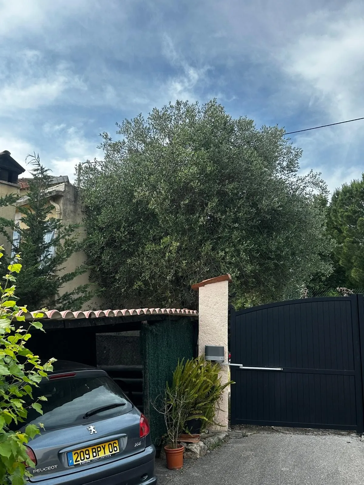 L'olivier vu depuis l'entrée, au-dessus du garage, avant la taille