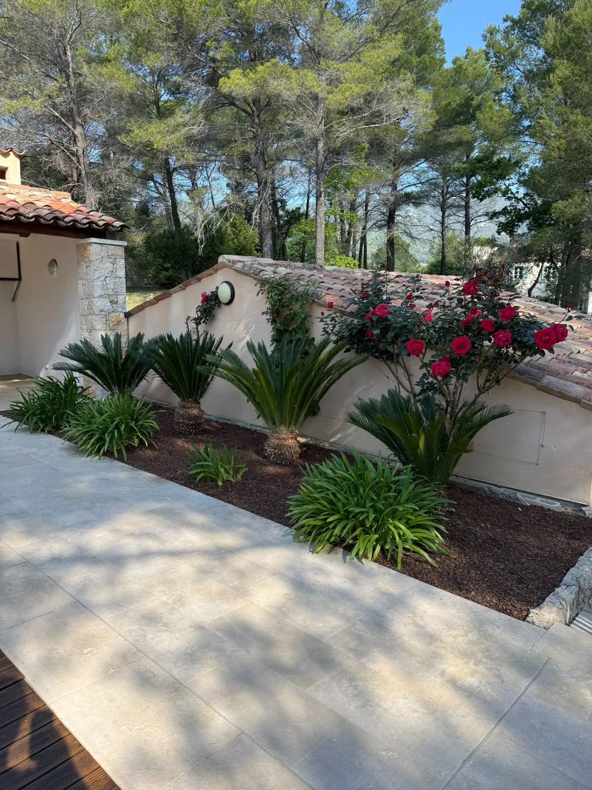 Massif paillé avec cycas et rosier rouge le long d’un mur blanc