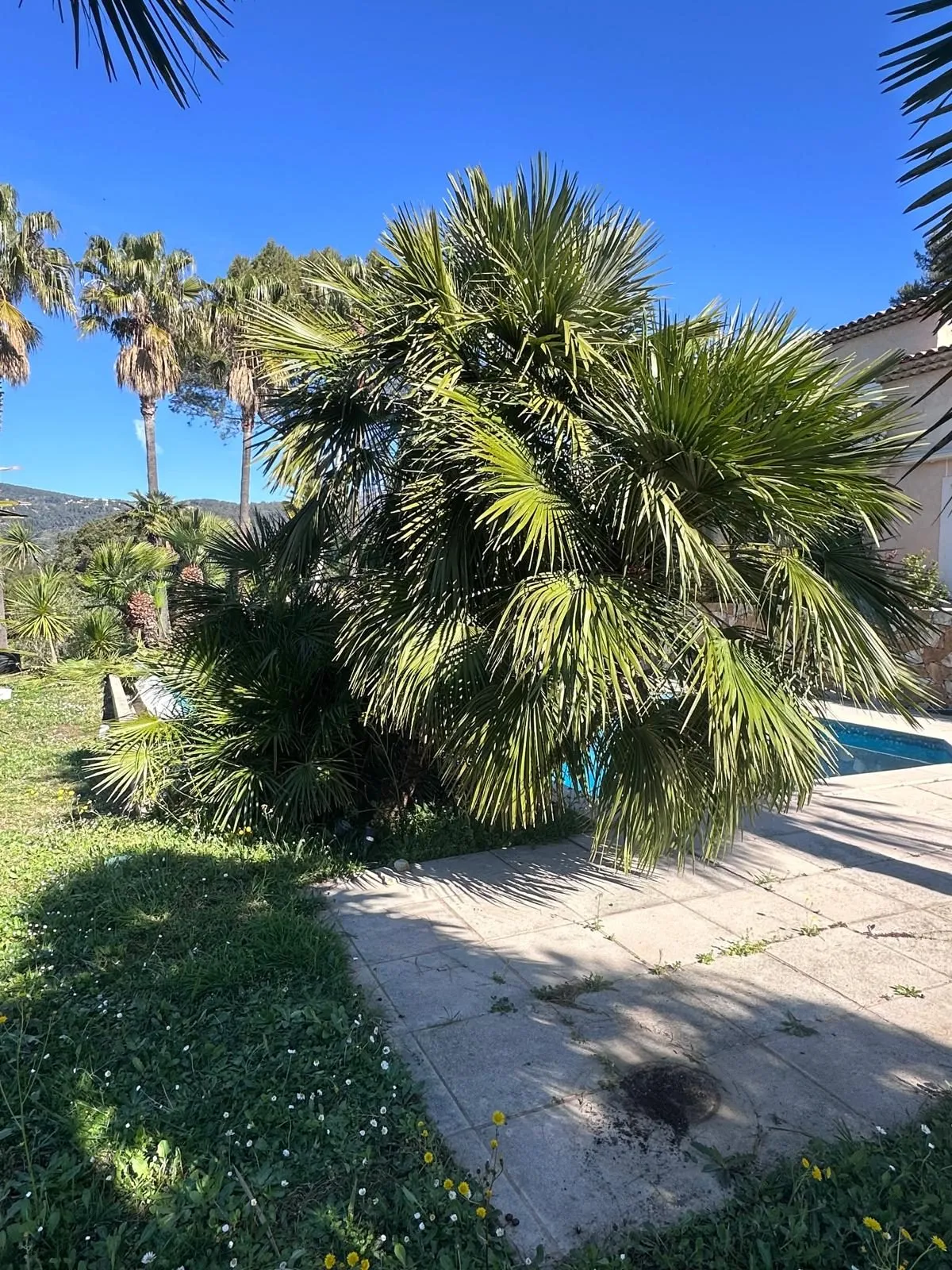 Palmier nettoyé de ses palmes sèches au bord d’une piscine